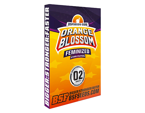 autoflower-seeds-orange-blossom-sensoryseeds Autoflower seeds of Orange Blossom on Sensoryseeds Online shop
