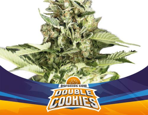 double-cookies-auto-plant SensorySeeds Autoflowering Double Cookies Plant