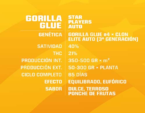 gorilla-glue-auto-description SensorySeeds Description Autoflowering Gorilla Glue Seeds