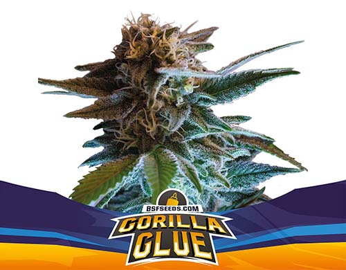gorilla-glue-auto-plant SensorySeeds Autoflowering Gorilla Glue Plant