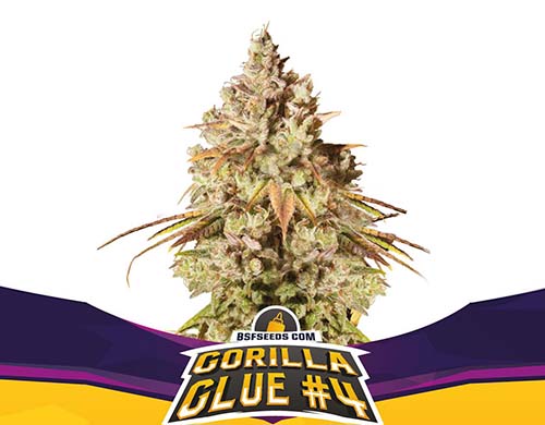 gorilla-glue-fem-plant SensorySeeds Feminized Gorilla Glue Plant