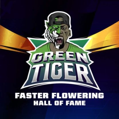 green-tiger-logo-fast-flowering-weed-seeds Green Tiger logo of fast flowering weed seeds