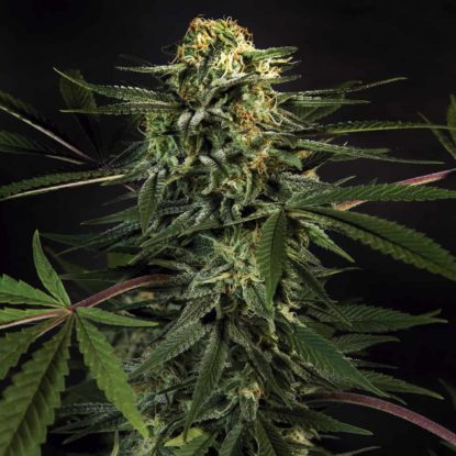 Green Tiger plant of fast flowering weed seeds