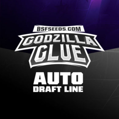 Label of Godzilla Glue autoflowers seeds