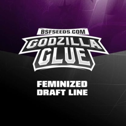 label-godzilla-glue-feminized-seeds Label of Godzilla Glue feminized seeds