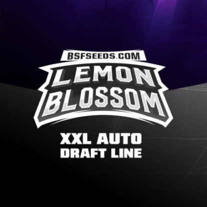 label-lemon-blossom-auto-flowers-seeds Label of Lemon Blossom auto flowers seeds