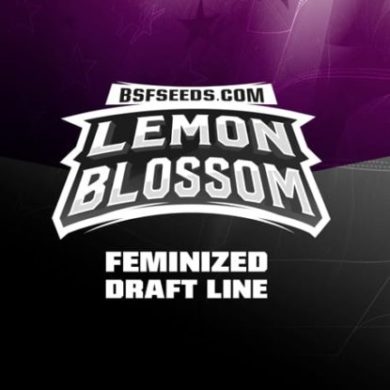 Label of Lemon Blossom feminized seeds