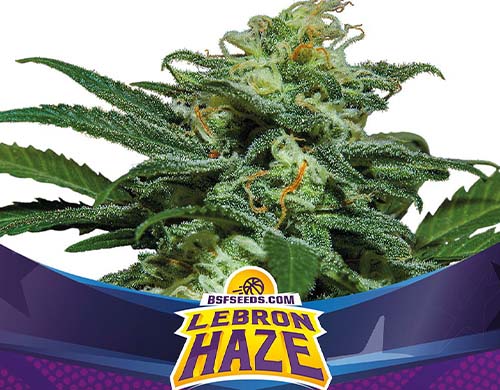 lebron-haze-auto-plant SensorySeeds Autoflowering Lebron Haze Plant