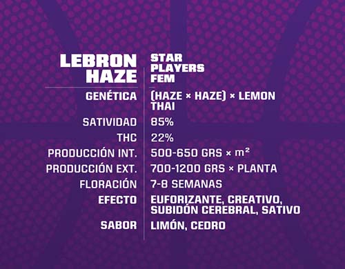 lebron-haze-fem-description SensorySeeds Description Feminized Lebron Haze Seeds