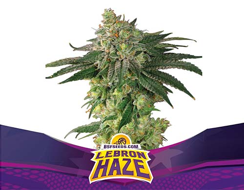 lebron-haze-fem-plant SensorySeeds Feminized Lebron Haze Plant