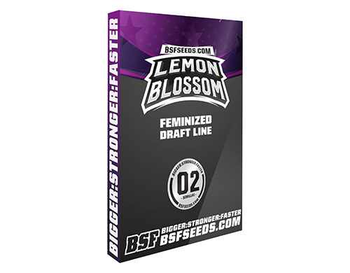 Lemon Blossom Auto flower seeds