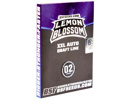 lemon-blossom-auto-package SensorySeeds Autoflowering Lemon Blossom Seeds Pack
