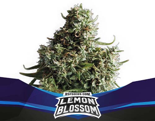 lemon-blossom-auto-plant SensorySeeds Autoflowering Lemon Blossom Plant