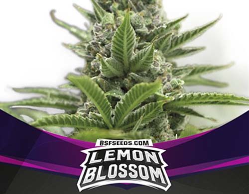 SensorySeeds Feminized Lemon Blossom Plant