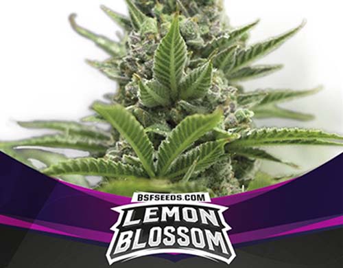 lemon-blossom-fem-plant SensorySeeds Feminized Lemon Blossom Plant