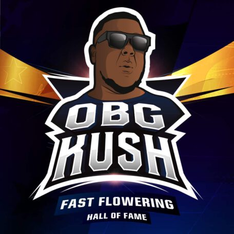 obg-kush-fast-flowering-marijuana-seeds obg-kush-fast-flowering-marijuana-seeds