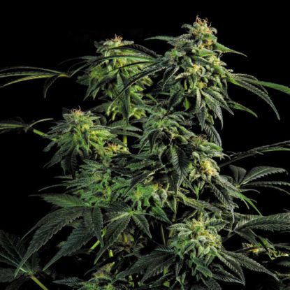 obg-kush-plant-fast-flowering-weed-seeds Obg Kush plant of fast flowering weed seeds