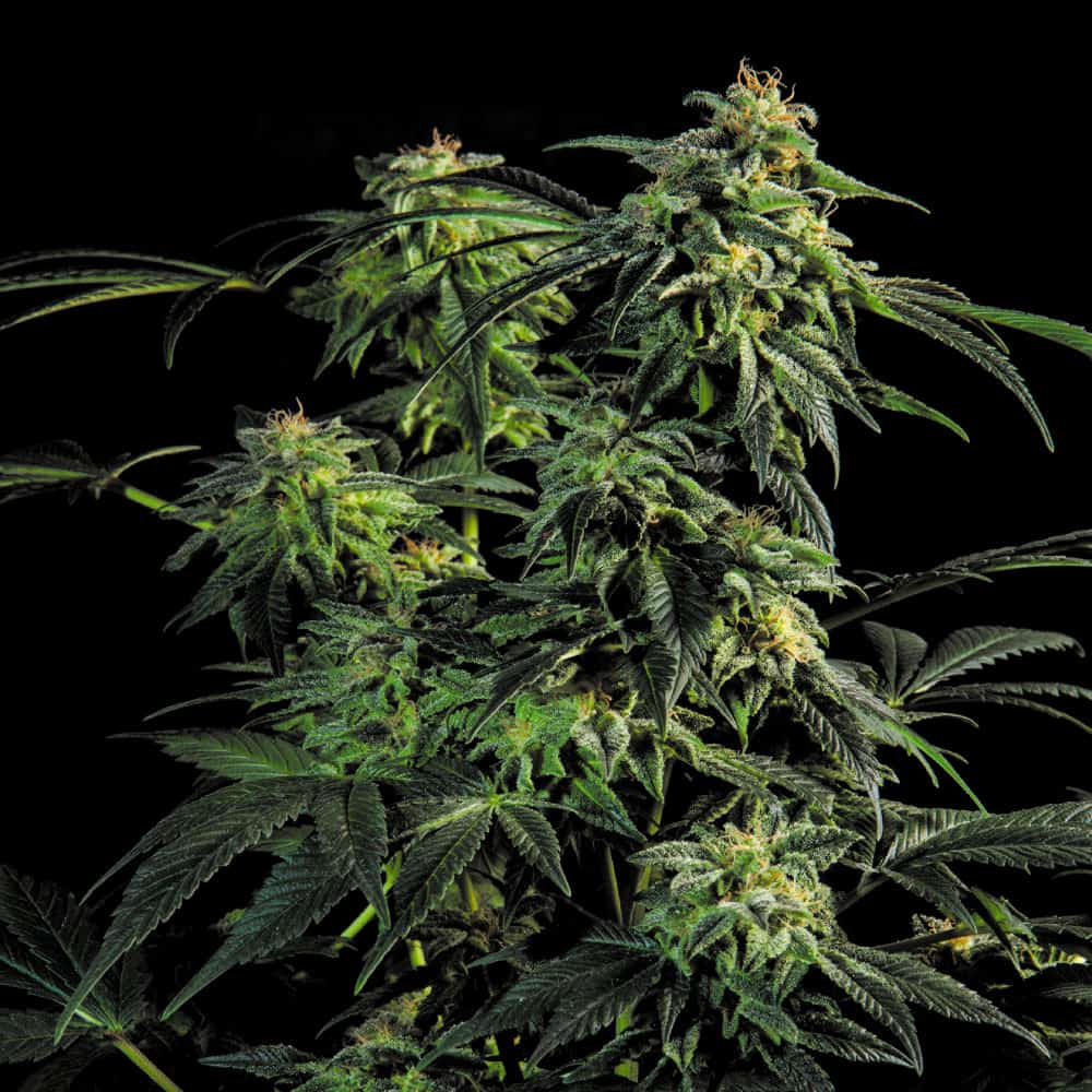 ogb-kush-feminized-seeds ogb-kush-feminized-seeds