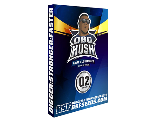 ogb-kush-weed-seeds-buy-cannabis-seeds ogb-kush-weed-seeds-buy-cannabis-seeds