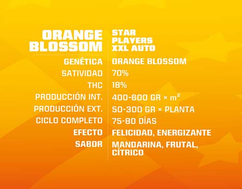 orange-blossom-auto-description SensorySeeds Description Autoflowering Orange Blossom Seeds