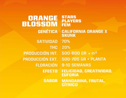 orange-blossom-fem-description SensorySeeds Description Feminized Orange Blossom Seeds