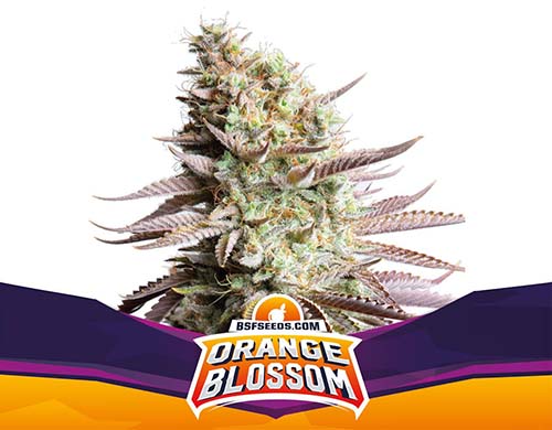 orange-blossom-fem-plant SensorySeeds Feminized Orange Blossom Plant