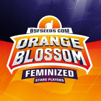 orange-blossom-feminized-seeds-logo Logo of Orange Blossom feminized seeds