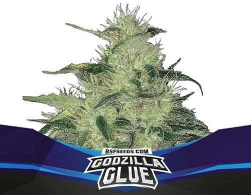 Plant of Godzilla Glue of auto flowers seeds