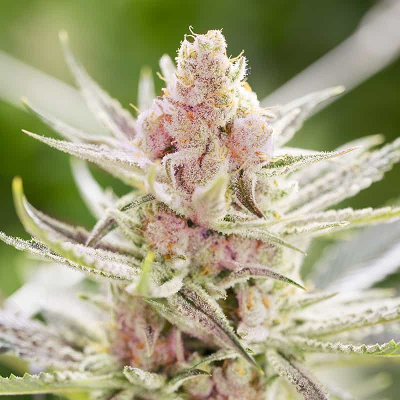 rainbows-weed-seeds-uk rainbows-weed-seeds-uk