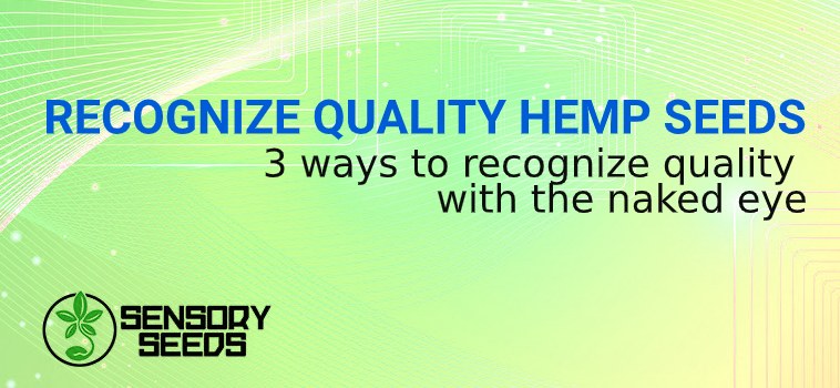 RECOGNIZE QUALITY HEMP SEEDS