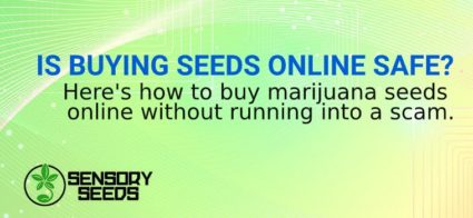 BUYING cannabis SEEDS ONLINE