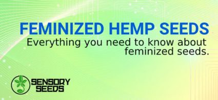 FEMINIZED HEMP SEEDS