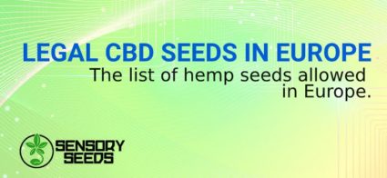 LEGAL CBD SEEDS IN EUROPE