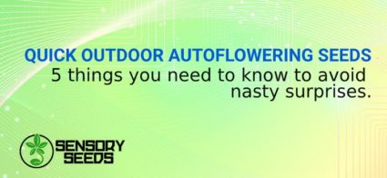 QUICK OUTDOOR AUTOFLOWERING SEEDS