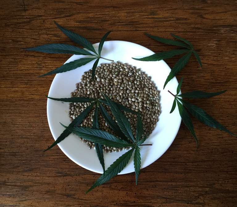 cannabis seeds