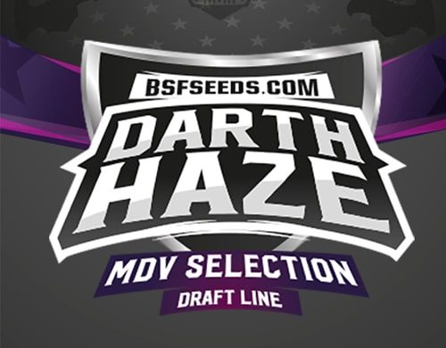 Darth haze logo of feminized seeds