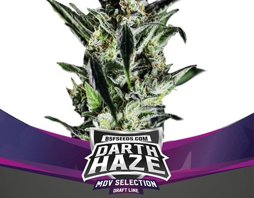 Darth Haze plant of feminized seeds