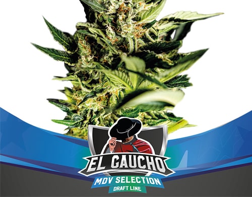 el-gaucho-cannabis-seeds-fast flowering El Gaucho THC Seeds Fast Flowering