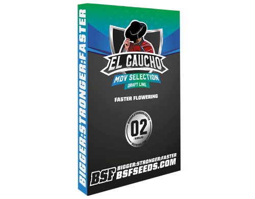 el-gaucho-fast-flowering-cannabis-seeds El Gaucho Cannabis Seeds