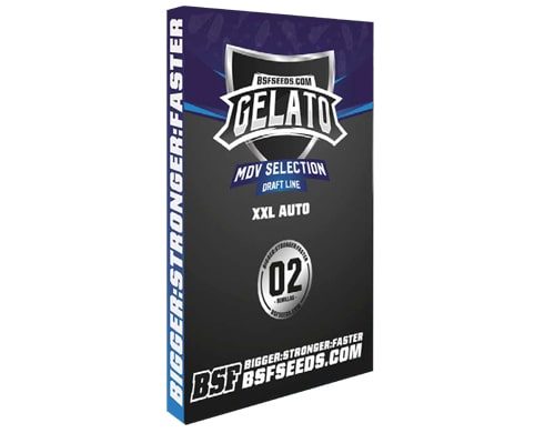 Weed seeds Gelato XXL from SensorySeeds Shop