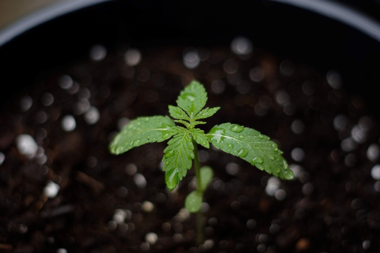 germination of hemp seeds