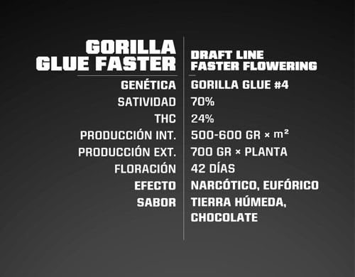 gorilla-glue-fast-flowering-weed-seeds-information Gorilla Glue information of fast flowering weed seeds