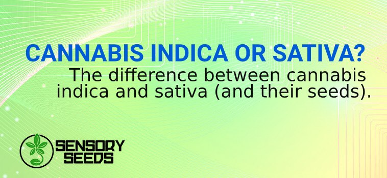 indica and sativa seeds