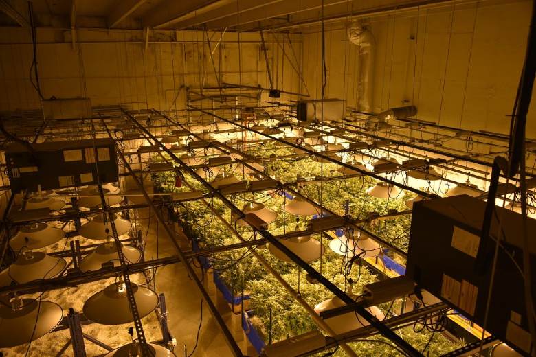 indoor marijuana seeds