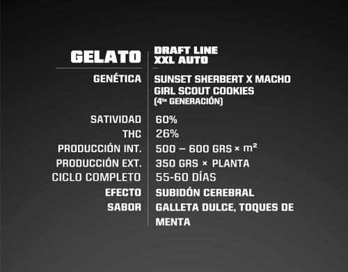 Gelato XXL of auto flowers seeds information