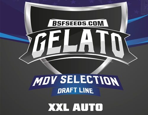 Gelato XXL of autoflowers seeds label