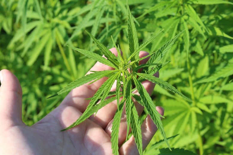 legal cannabis seeds