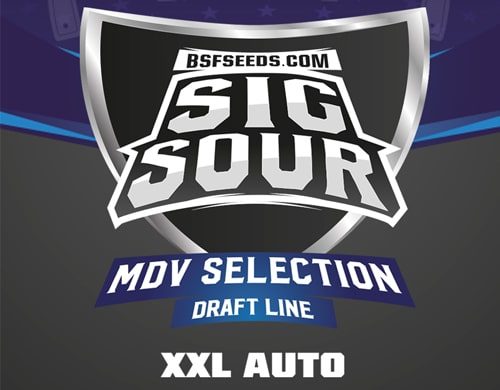 Sig Sour XXL logo of auto flowers seeds