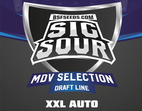 logo-sig-sour-xxl-auto-flowers-seeds Sig Sour XXL logo of auto flowers seeds