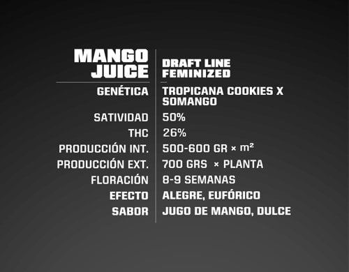 Mango Juice feminized seeds description